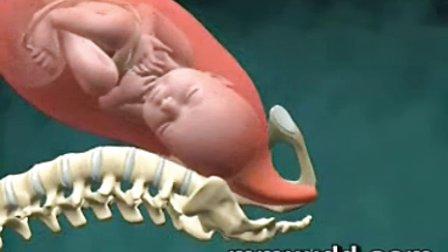 代生孩子过程(代生孩子:生命的传递与奇迹)